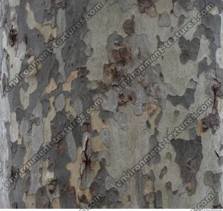 tree bark 0007